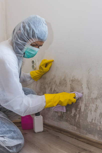 Best Mold-Related Health Consultation  in Rogers, AR