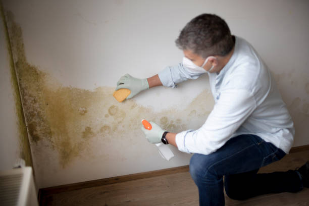 Best Mold Prevention Services  in Rogers, AR